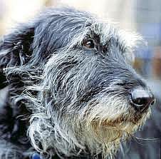 Irish Wolfhound2